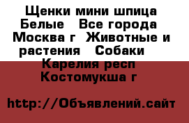 Щенки мини шпица Белые - Все города, Москва г. Животные и растения » Собаки   . Карелия респ.,Костомукша г.